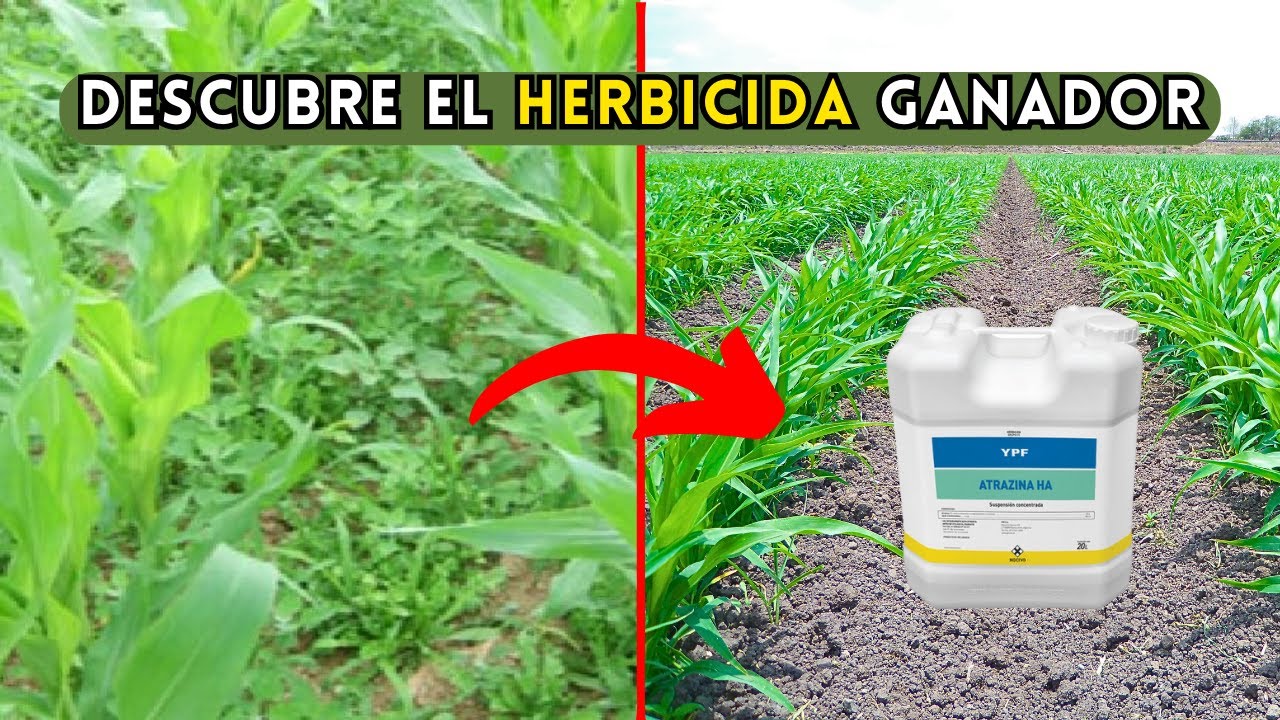 El Mejor Herbicida para el Cultivo de Maíz - Descubre el Herbicida Ganador