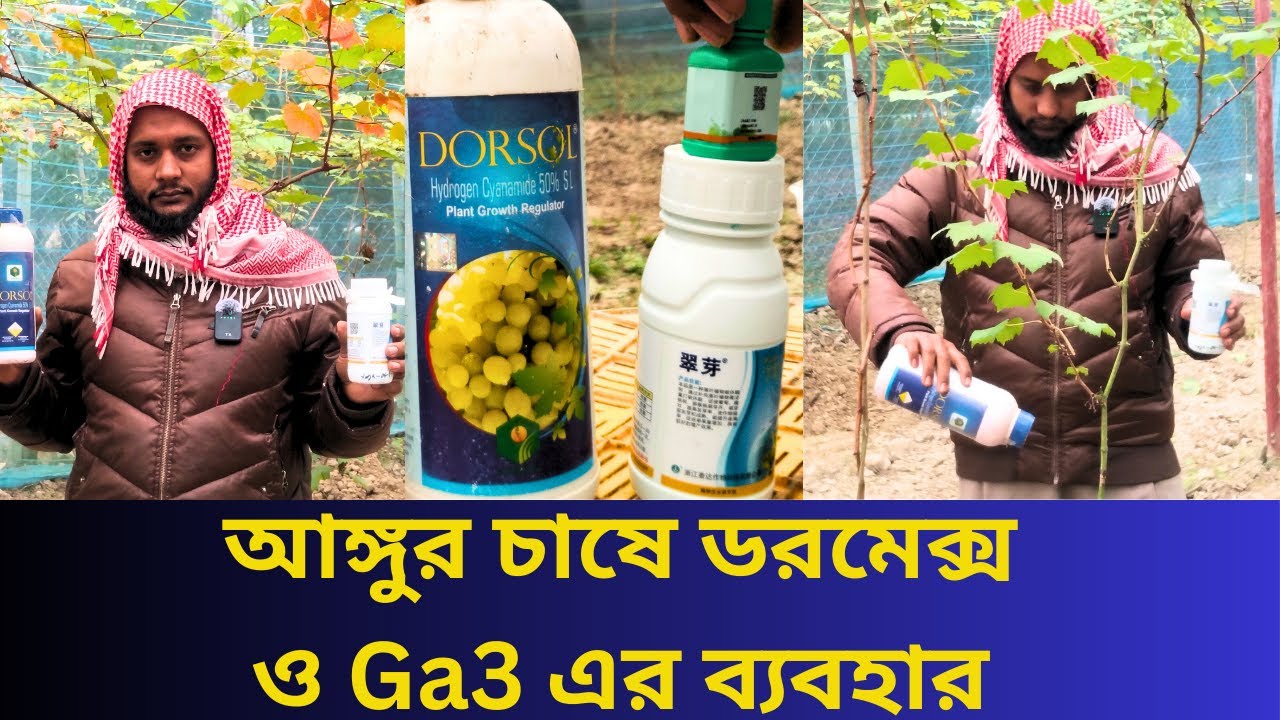 ডরমেক্স ও Ga3 এর ব্যবহার আঙ্গুর চাষে  #grape #farming #grapenation