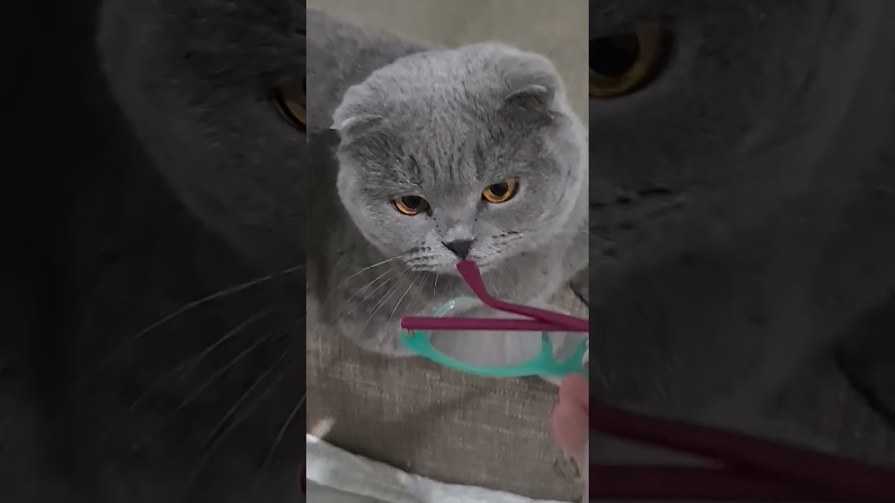 #cat Лорд сказал МАМА😻