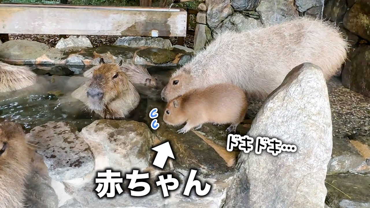 赤ちゃんカピバラ、初めての露天風呂に挑戦！【白菜】