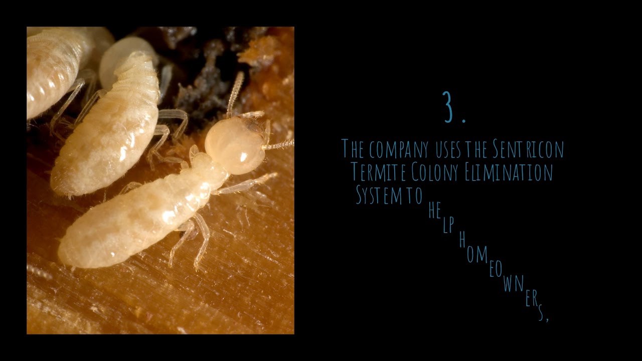 Termite Control Services In Toms River NJ 732-504-3758 Ozane.com
