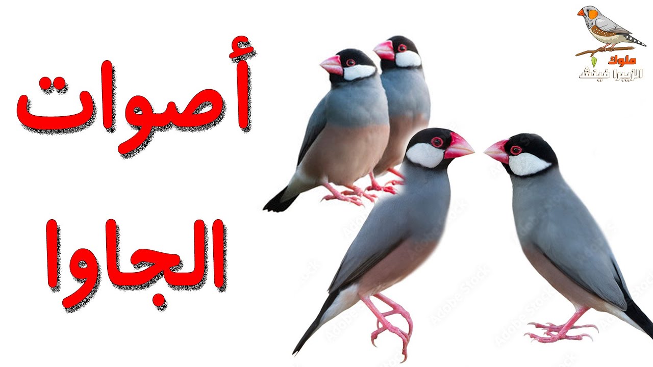 تغريد طيور الجاوا _ اصوات تحفيزيه