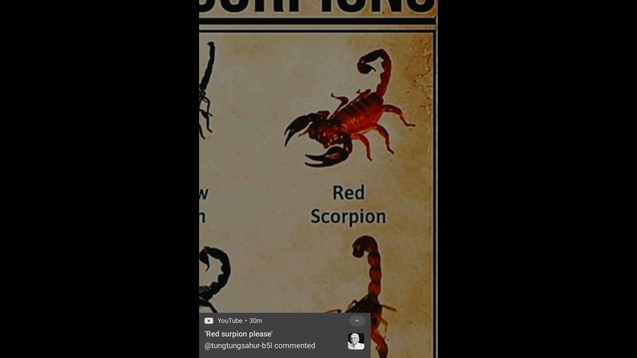 Types of Scorpions Red Scorpion #shorts #ytshorts #viralshort #likeandsubscribe