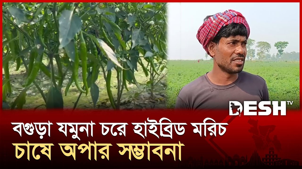 বগুড়ায় হাইব্রিড জাতের মরিচ চাষে ঝুঁকছেন কৃষকরা | chili | Bogura | Desh TV