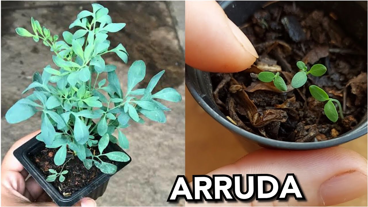 2 MÉTODOS FÁCEIS PARA FAZER MUDA DA ARRUDA EM CASA ( PLANTA MEDICINAL)