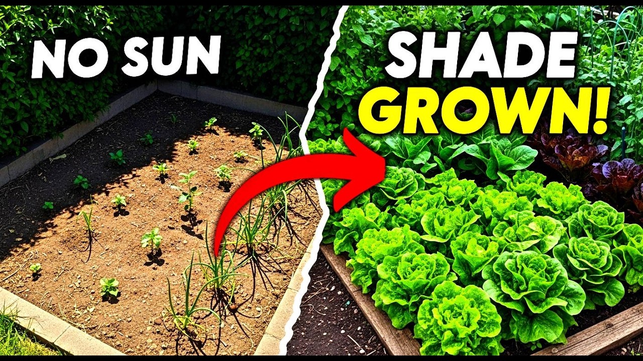 I Grew Lettuce in Full Shade — The Harvest Was Unexpected.