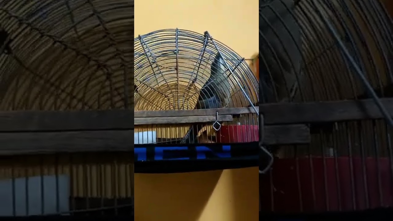 Chalcha Enojado EL Criadito