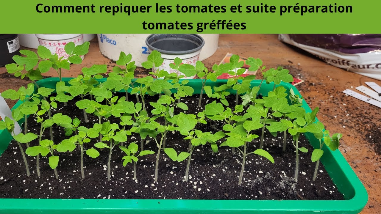 Comment repiquer les tomates et suite préparation tomates greffées