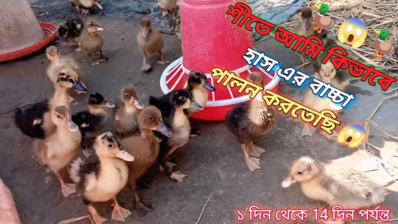 শীতে আমি কিভাবে হাস বাচ্চা পালন করতেছি 🦆😱 || Duck fram 🦆😱