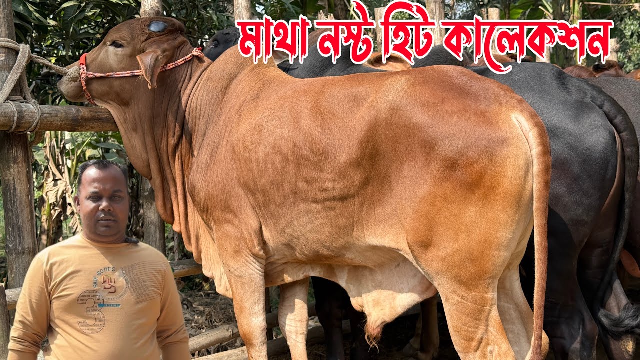 সুপার কোয়ালিটি বড় বড় ১১ পিস শাহিওয়াল গরু লাটে পানির দামে। ২০২৬ কোরবানি। রাজশাহী সিটি হাট
