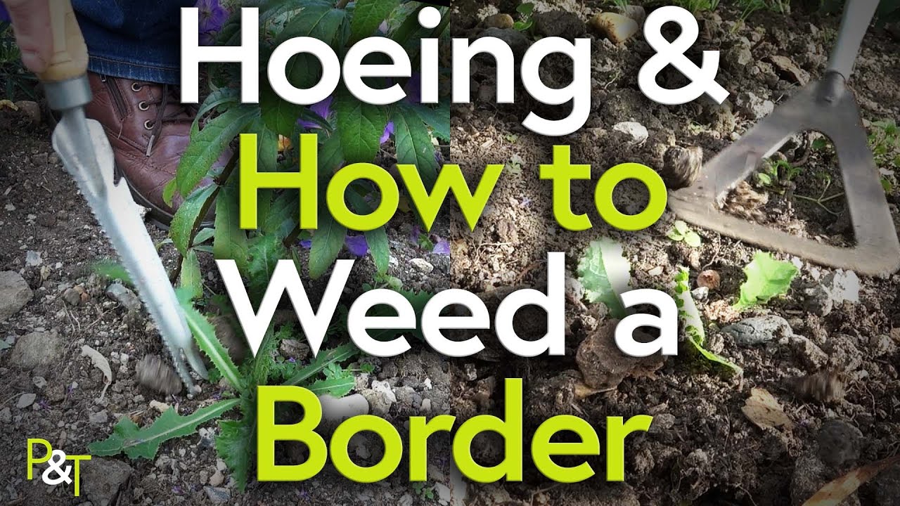 How to Weed a Border (Hoeing and Hand Weeding) - Pots & Trowels