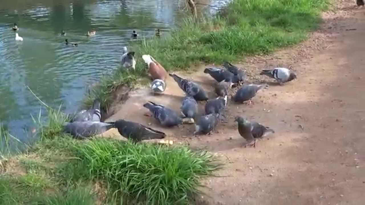 Le repas des pigeons du Canal du Midi