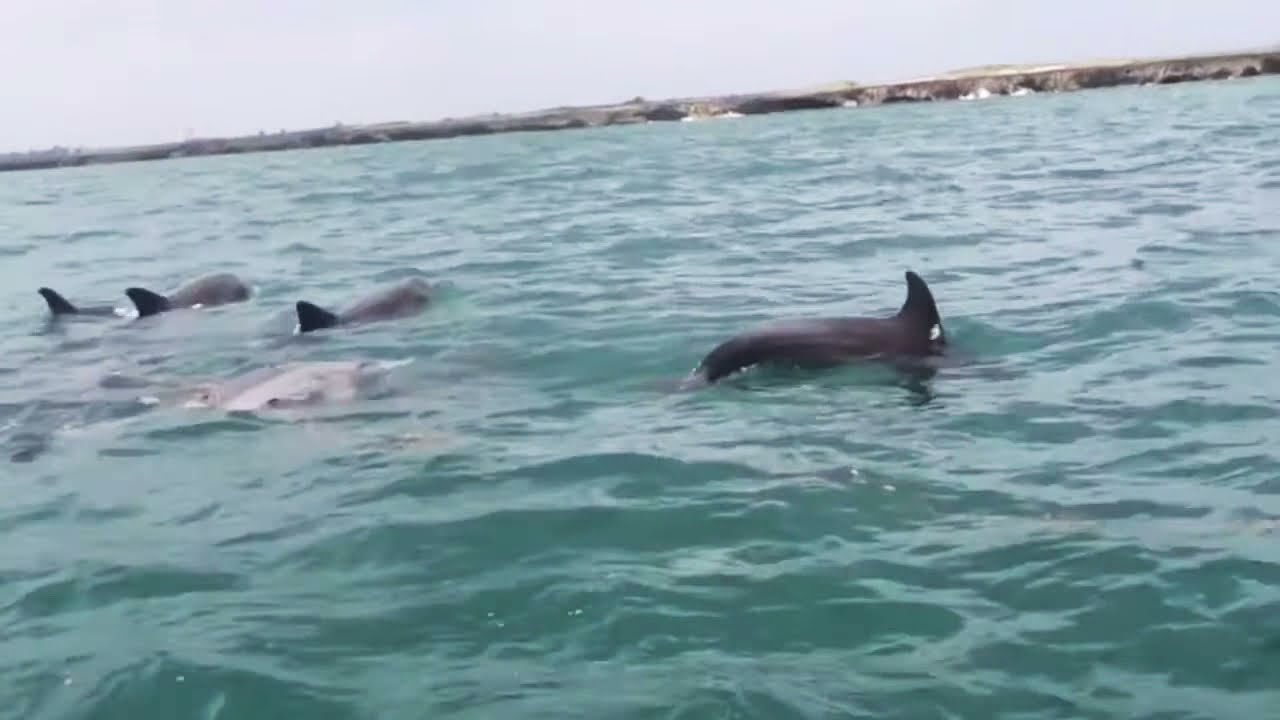Watamu marine park -Dolphins/snorkeling/Boat-riding#watamu#Kenya#mombabycarendtipswithsavi