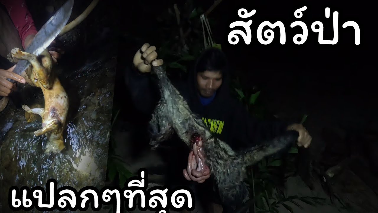 ตื่นเช้ามาไม่นึกไม่ฝันหว่าจะได้สัตว์ตัวแปลๆ