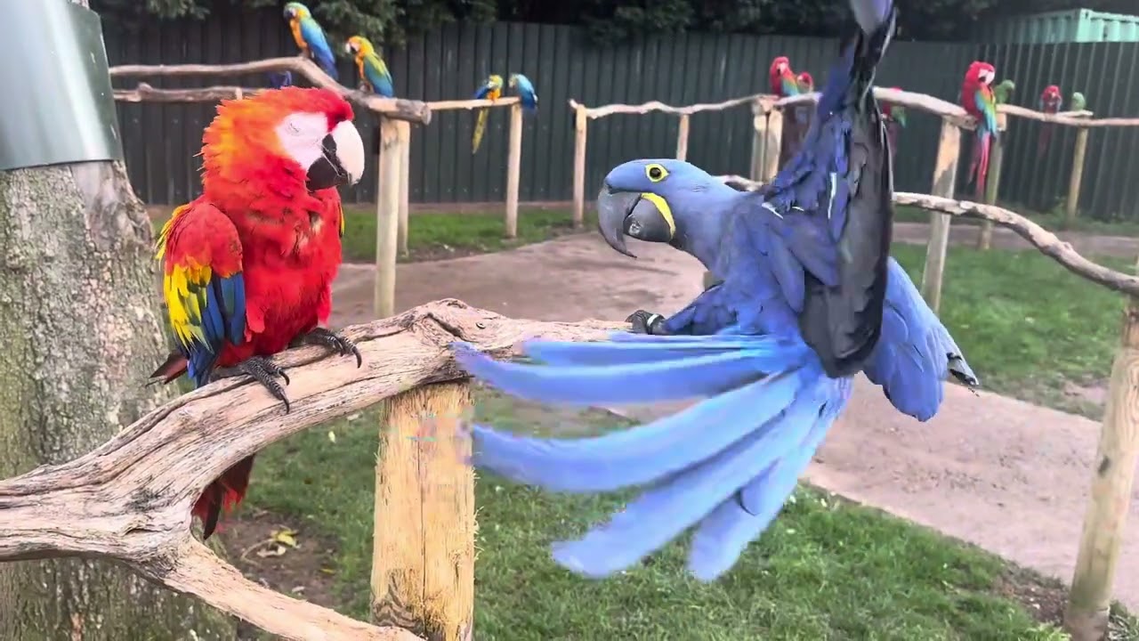 Beautiful macaw parrots in uk ! Bird zoo in uk ! Cute parrots looking for food ! Big macaw parrots