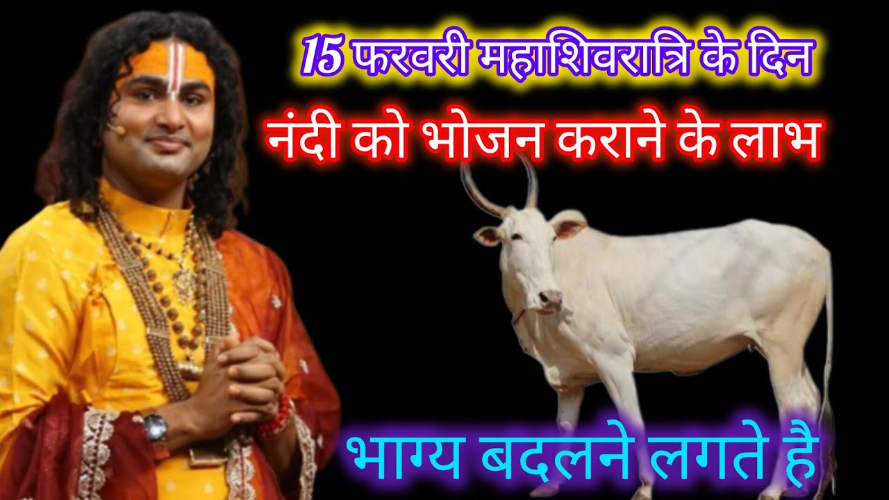 15 फरवरी महाशिवरात्रि के दिन बैल नंदी को भोजन करने से होते है बहुत लाभ जरूर खिलाए ये#pradeepmishra 