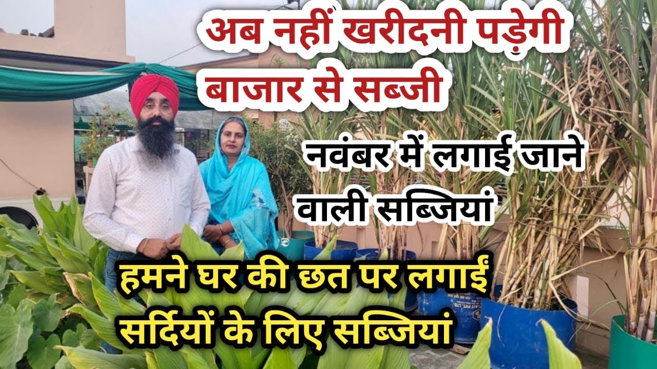 Aap bhi November me jaldi se laga le yeh sabjian || Vegetables to Grow in November ||