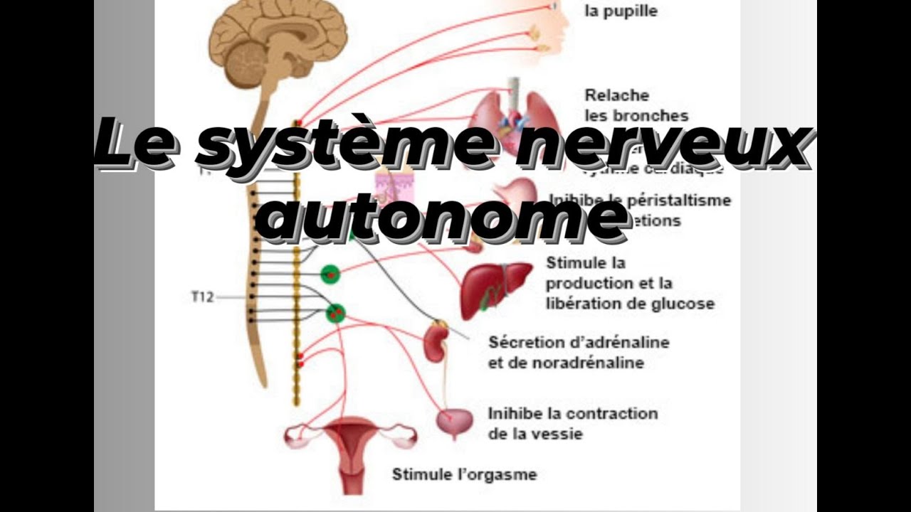 SYSTEME NERVEUX AUTONOME