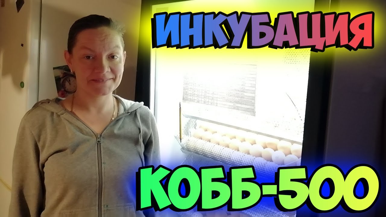 РЕЖИМ инкубации / Инкубация БРОЙЛЕРОВ/ Пошаговая инструкция
