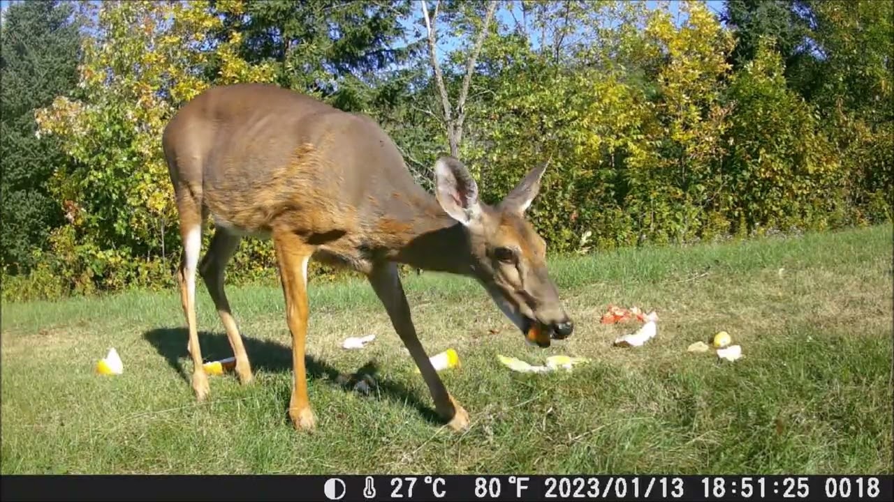 Field feast with fawn and feathered friends