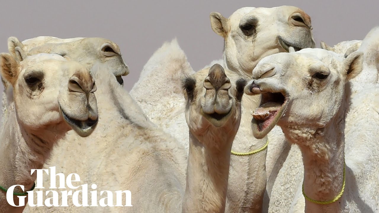 Lip service: camels get &lsquo;Botox&rsquo; at Saudi beauty pageant