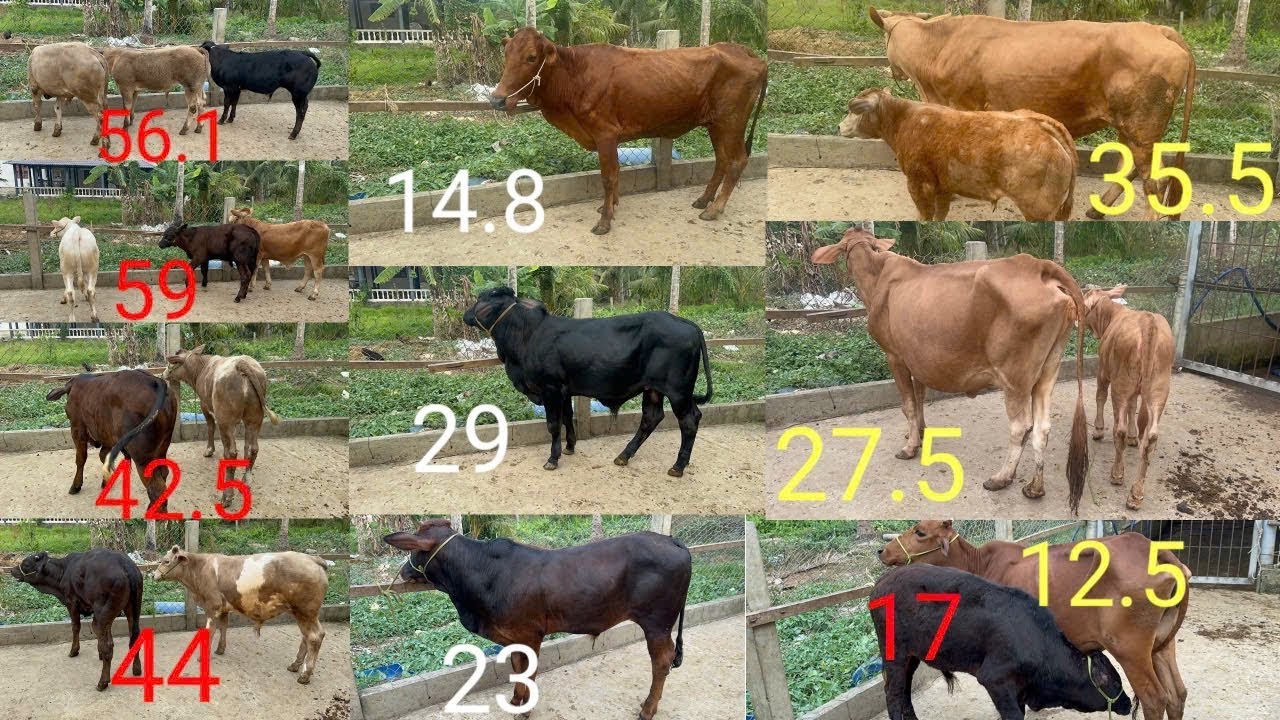 24.2| Đực kem và 3b. Đực lở 3b 29tr, cái xác, cái chữa và mẹ con siu đẹp.