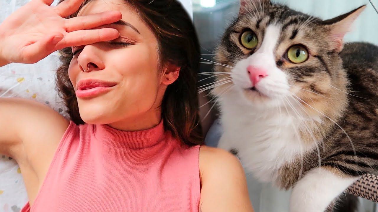 a REALIDADE de TER 4 GATOS num APARTAMENTO - Parte 1