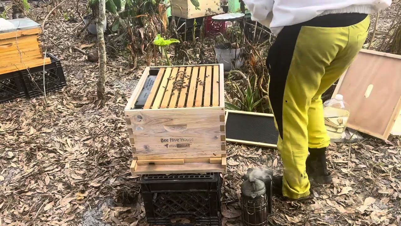 This is how I feed honey bees . Always inside if the hive . 