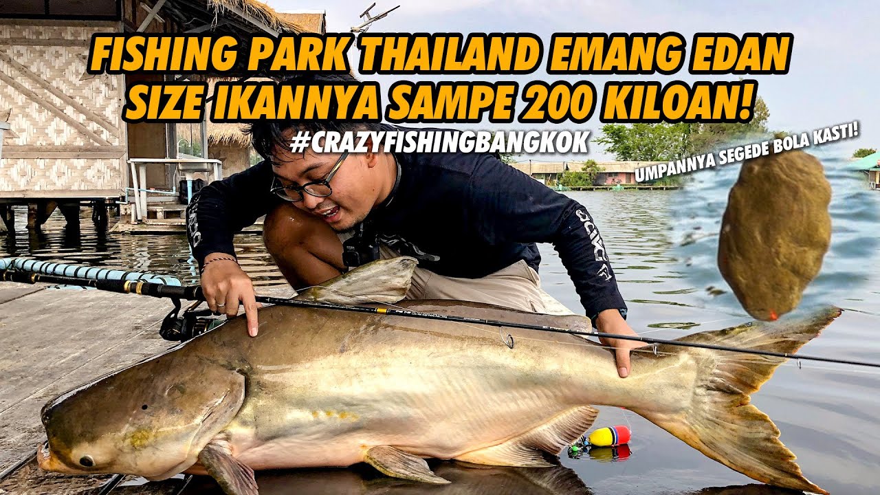 BENER2 GILA! MANCING IKAN BABON THAILAND SAMPE DUA ORANG HARUS TURUN TANGAN! PULANG AUTO MAKAN2 GESS