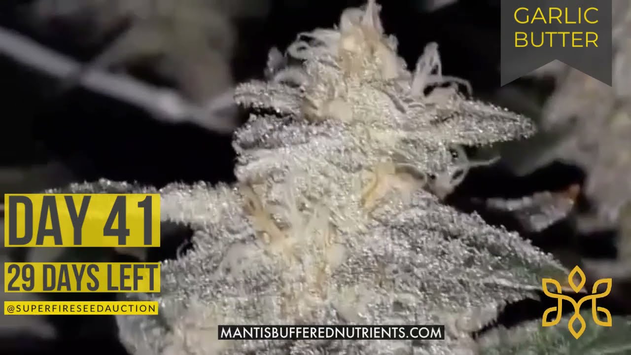 Garlic Butter Strain - 29 days until harvest - MANTIS&trade; Buffered Nutrients