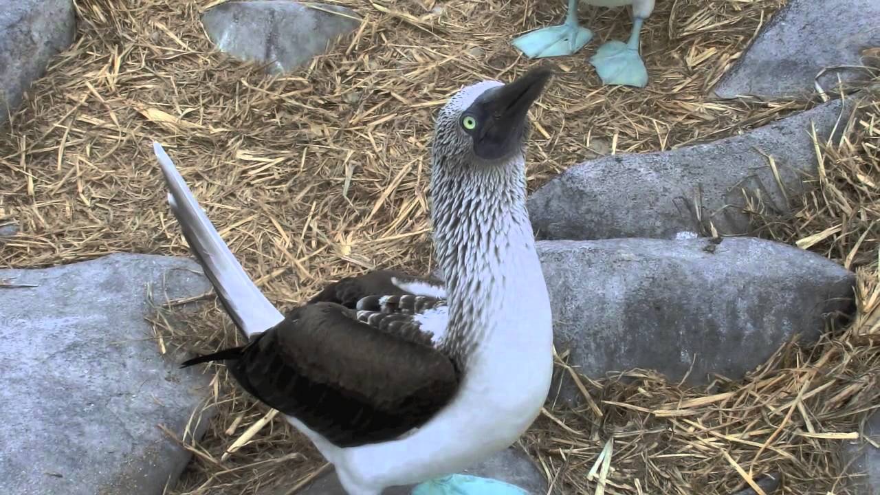 Blue-footed Boobies in the Galapagos Islands