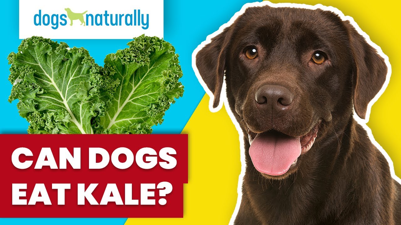 Can Dogs Eat Kale?