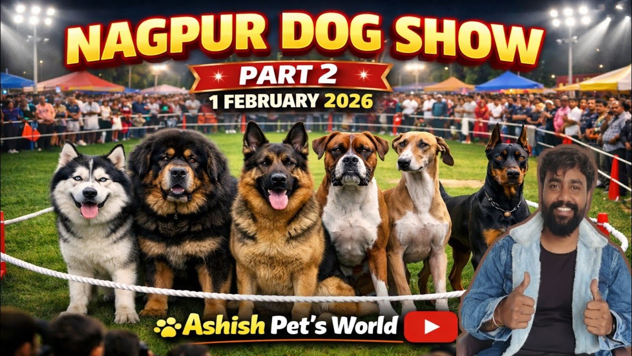 Nagpur Dog Show 😍 Part 2 😍 नागपुर डॉग शो २०२६ 💥 Ashish pet's world 🐕‍🦺 Dog market Nagpur