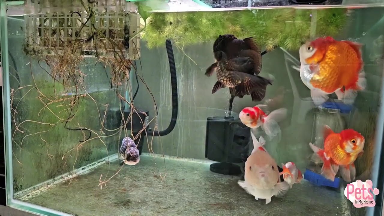 Fancy Goldfish PART 5/5 - Home Sweet Home