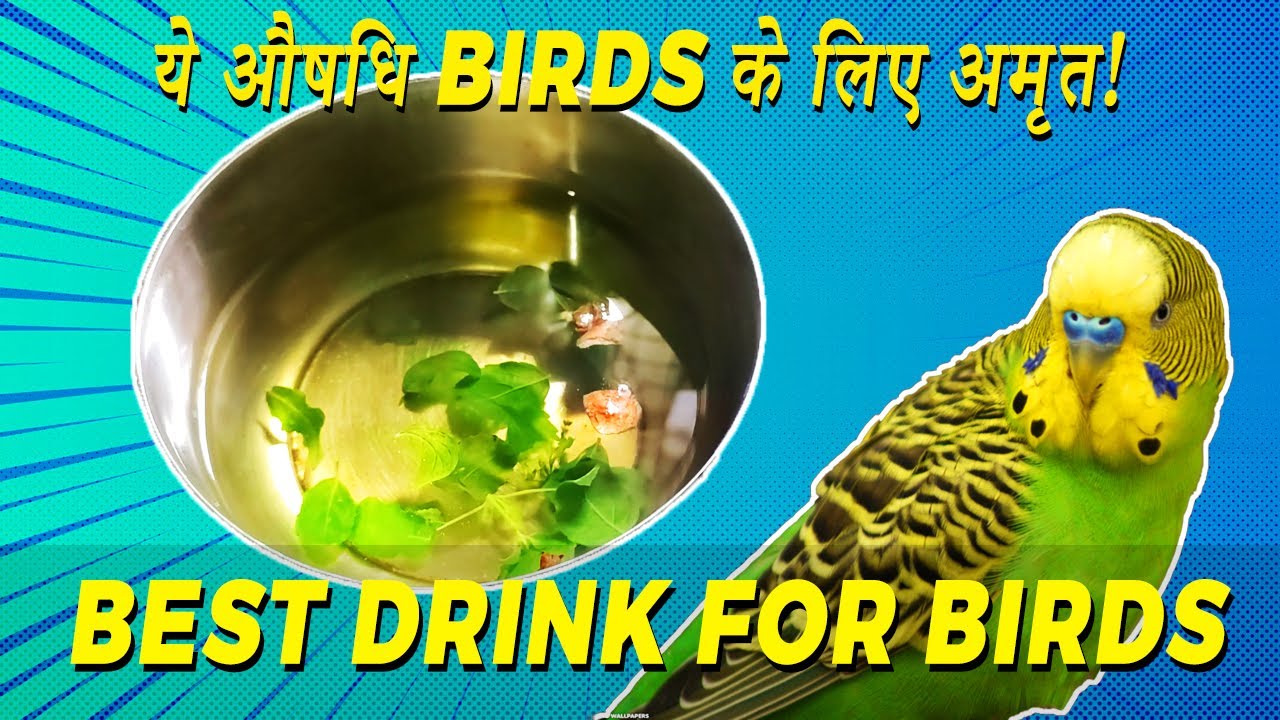 Ye Drink Dene Se Birds Kabhi Bimar Nehi Honge | Drink for Birds | Best Birds Medicine Happy Budgies