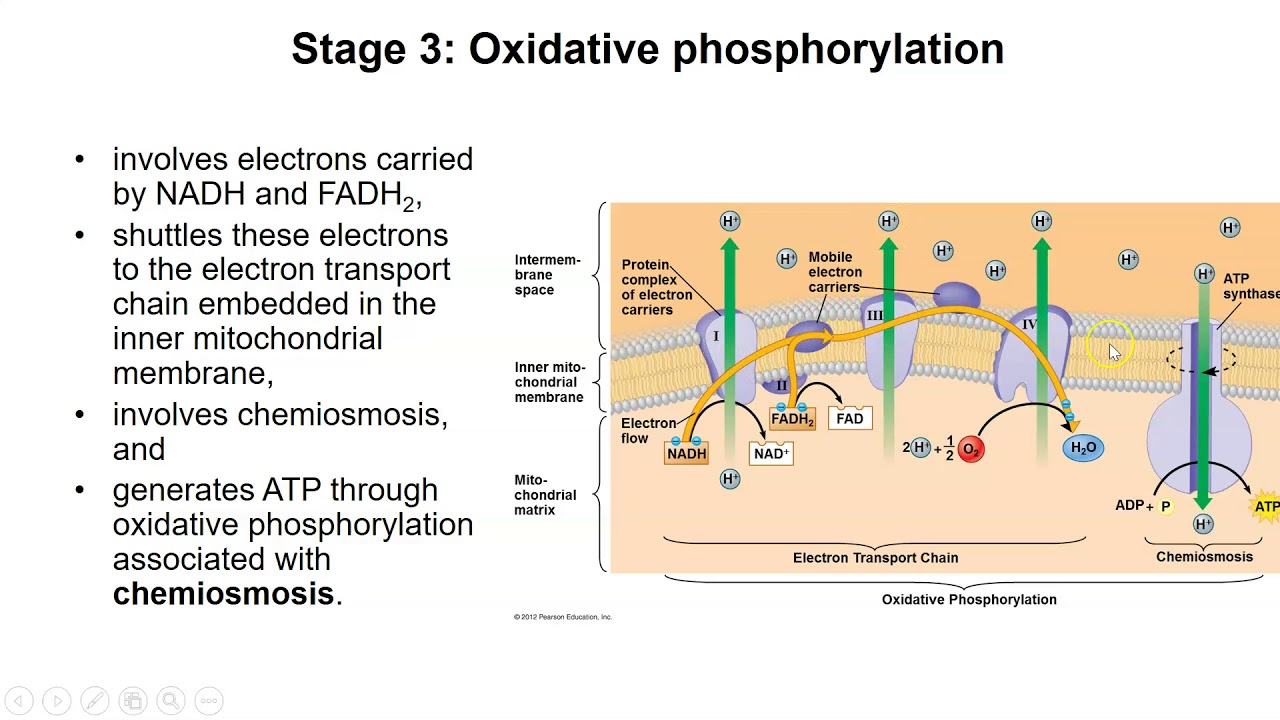 Different stages of cellular respiration