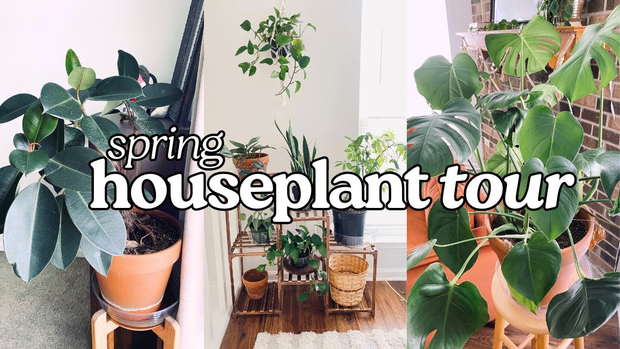 Spring Indoor HOUSEPLANT TOUR 2023 | Monstera, Fiddle Leaf, Pothos, Rhaphidophora + more!
