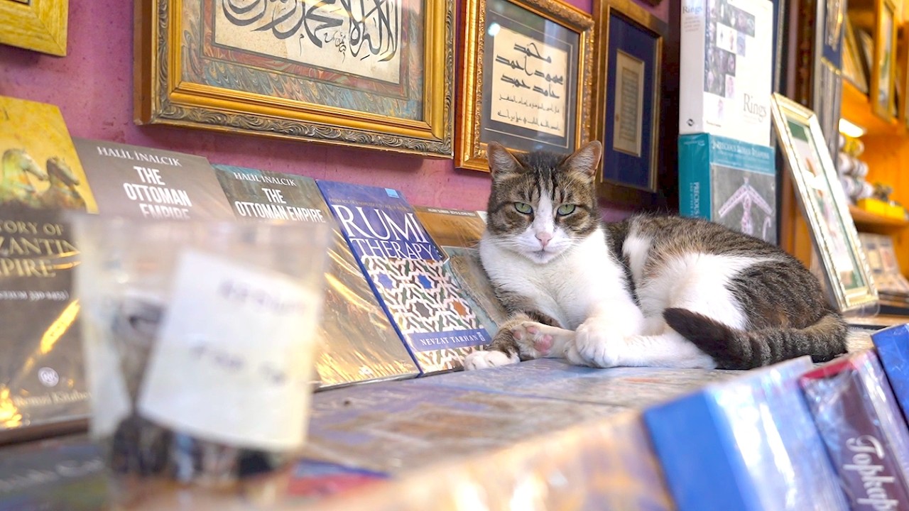 【猫動画】イスタンブール旧市街バザールをネコ探し散歩