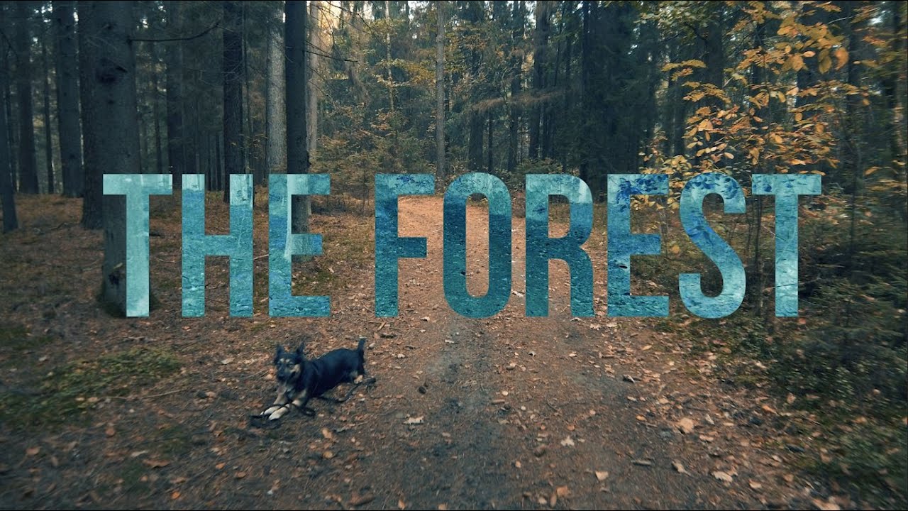 Just a Walk in the Forest