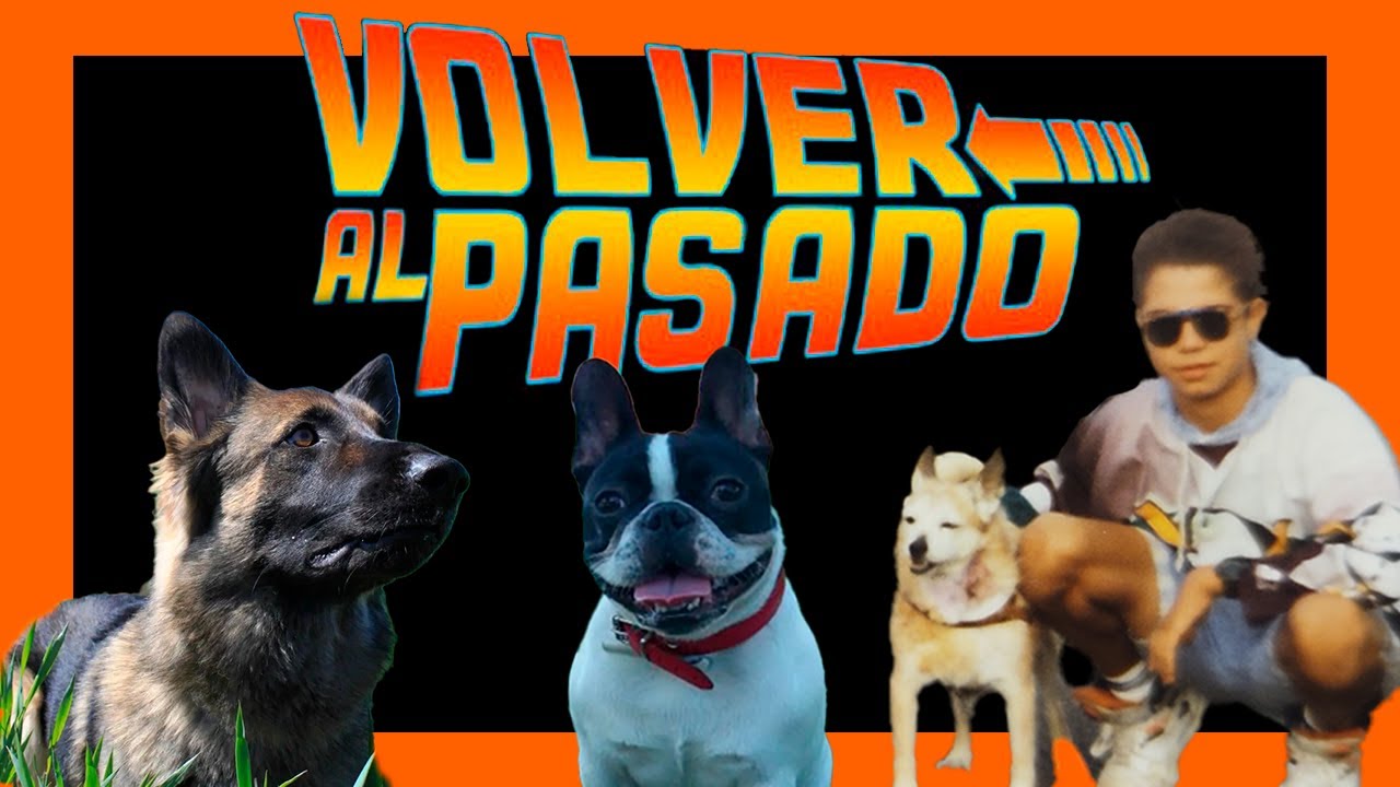 MI HISTORIA: Los 3 momentos que me marcaron como Adiestrador Canino 🐾