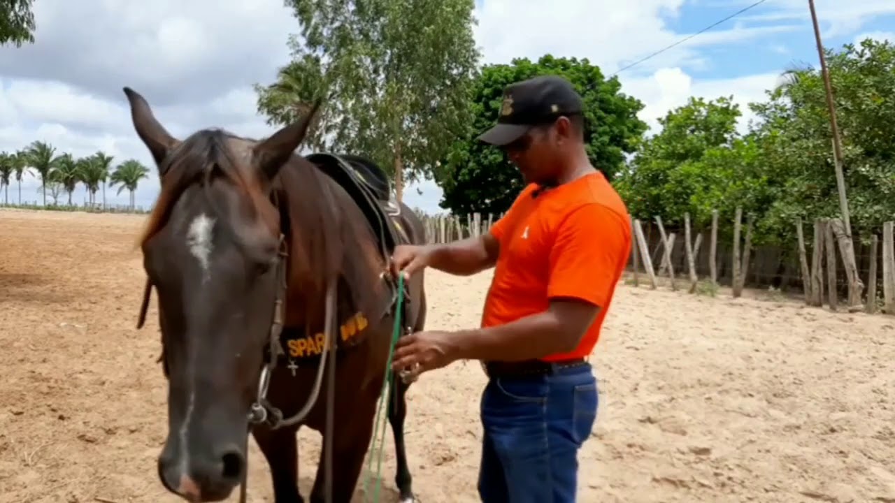 MEU CAVALO NÃO ME OBEDECE
