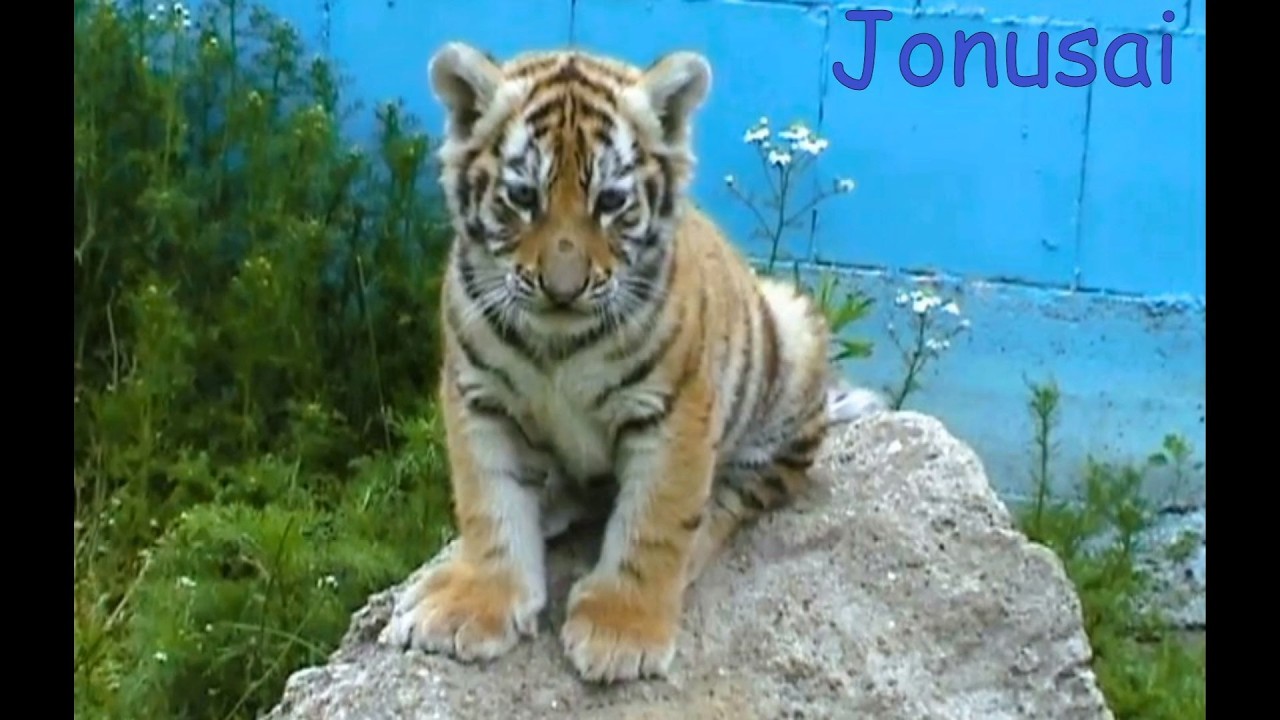 MiniZoo. Part 1