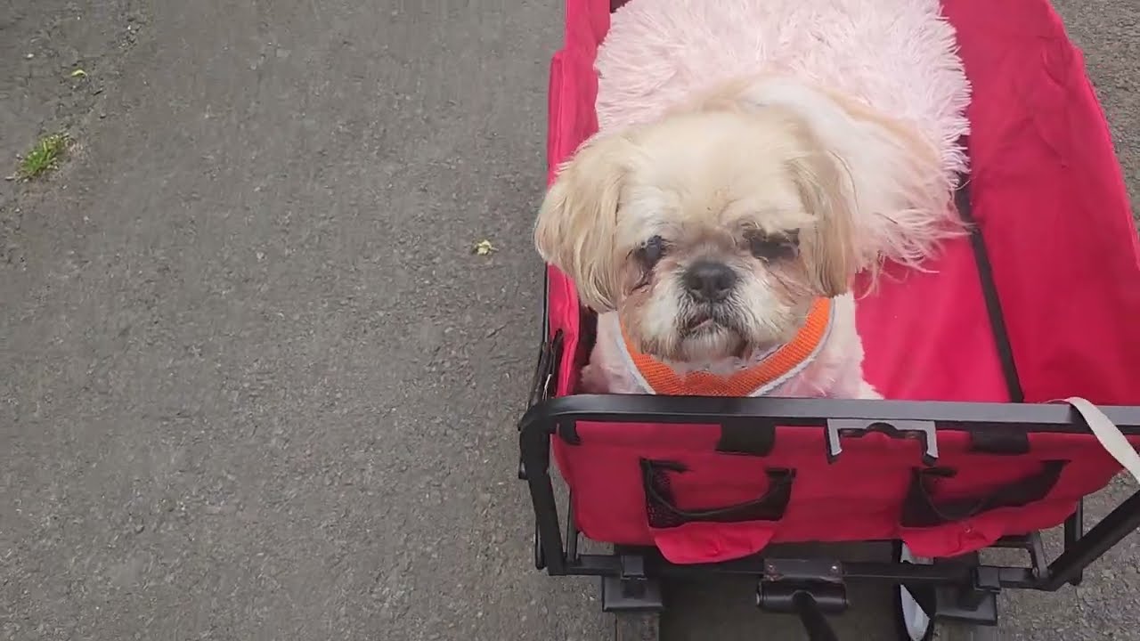 Out for a stroll with the dogs/Sonny in his red wagon.