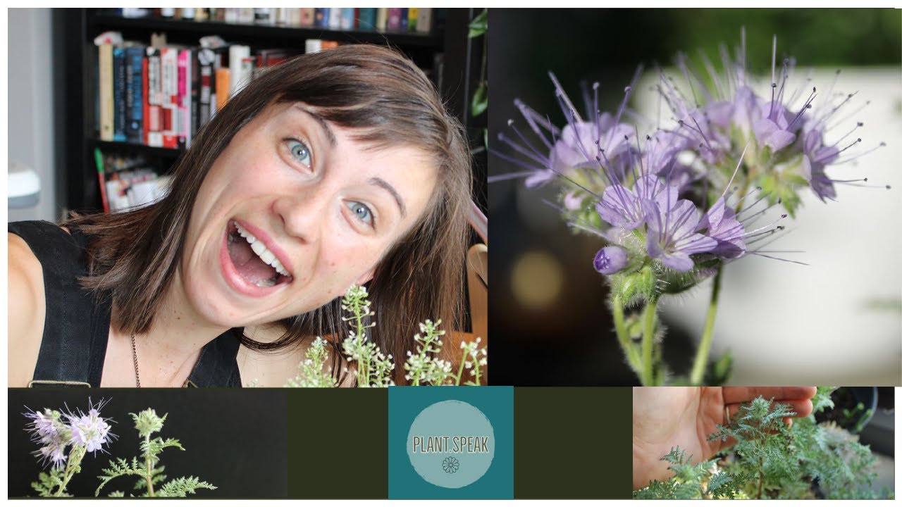 Phacelia Tanacetifolia- growing/seeding/planting/cover crop/ sequence blooming