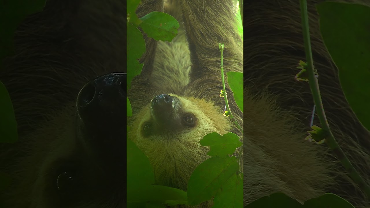 Teo Toed sloth 