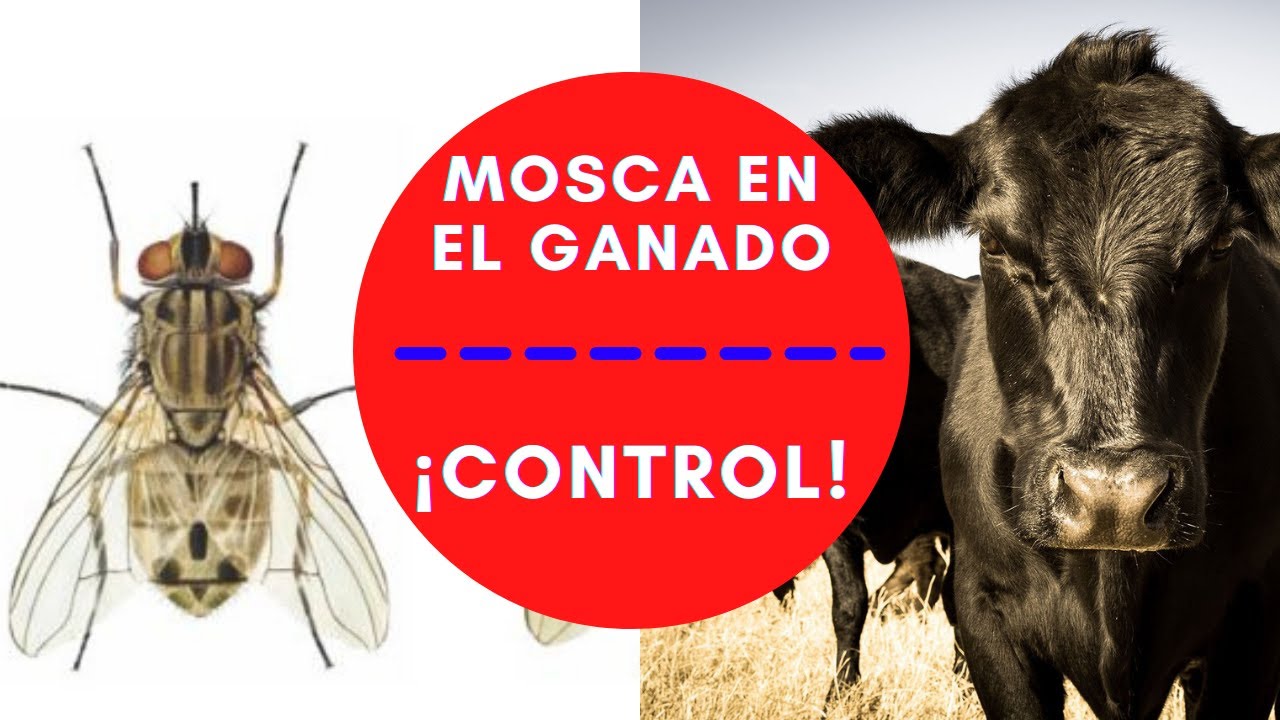 MOSCAS EN EL GANADO / CONTROL DE MOSCAS EN EL GANADO