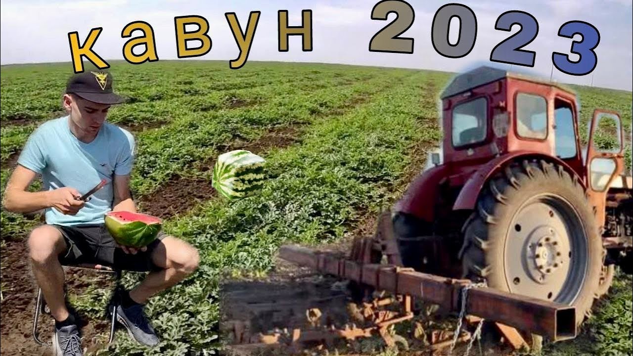 ✅🇺🇦Вирощування кавунів кавуни 2023 Чернівці Кавуни без добрива!