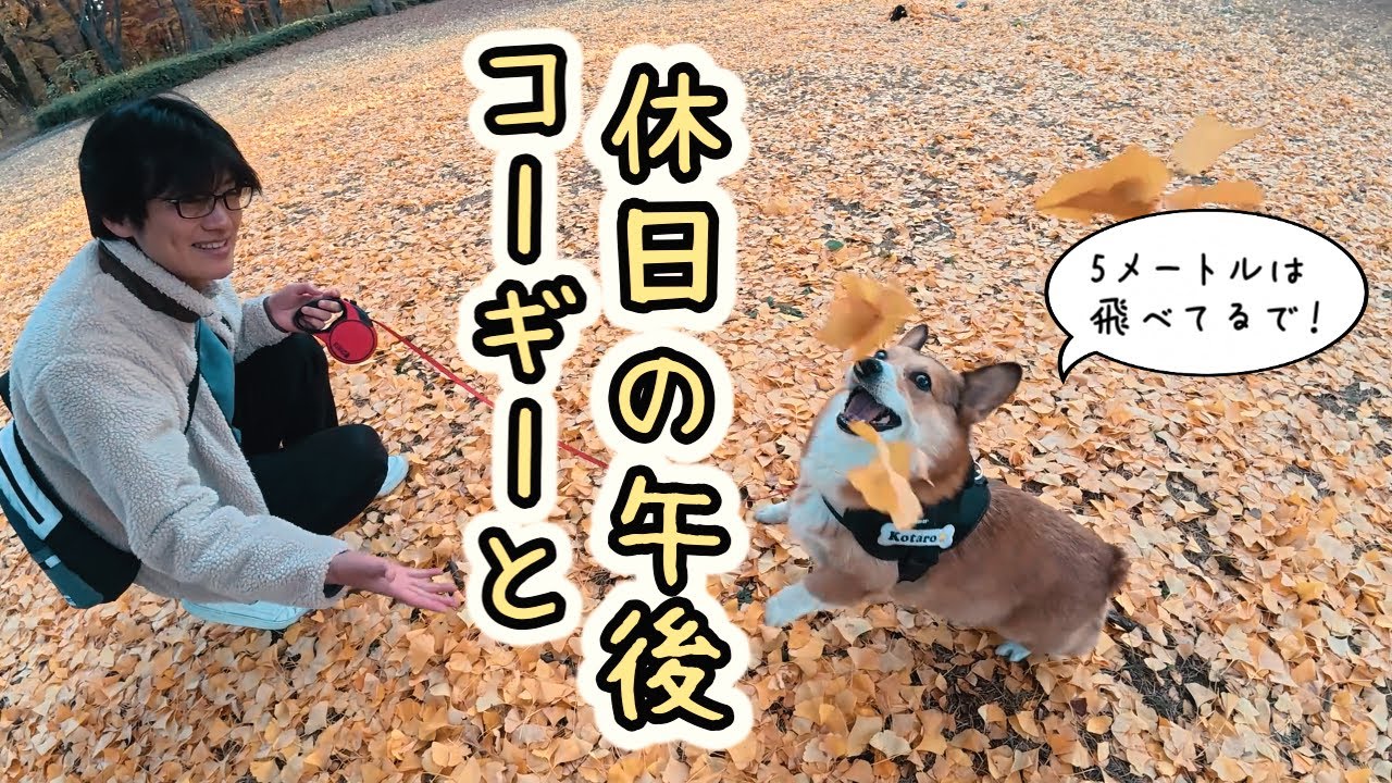 【武蔵野公園】コーギーと一緒にのんびりと休日の公園をお散歩しましょう！