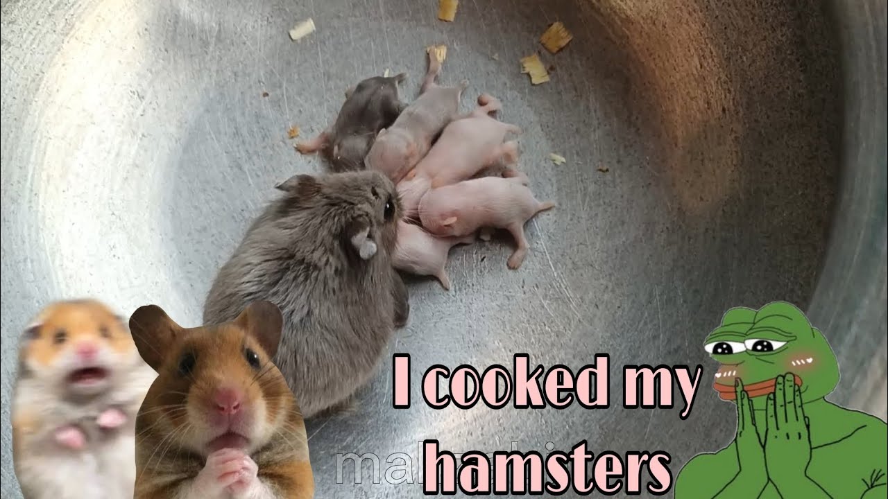 Hamster Er Kala Vuna | I Cooked My Hamsters
