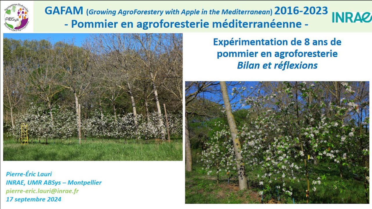 Agroforesterie méditerranéenne : 8 années d'expérience de pommiers sous noyers - projet GAFAM